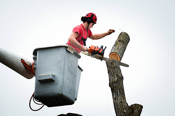 Reliable Haledon, NJ Tree Care Solutions